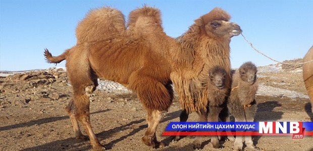 Ингэ ихэрлэжээ