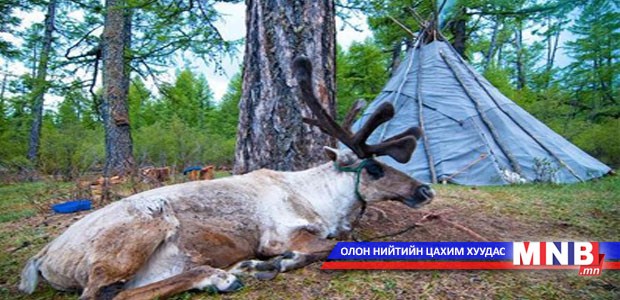 Цаатан иргэд тусгай хамгаалалттай газраас баавгай агнажээ