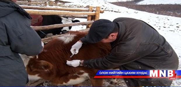 Давтан вакцинжуулалтын ажил ирэх сарын 4-нд дуусна
