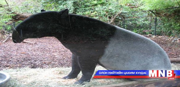 Тапир гэх сонин амьтан