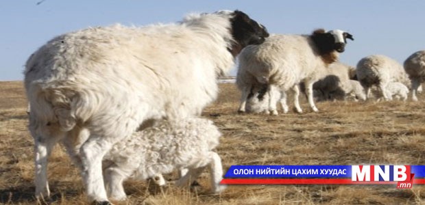1.2 сая мал төллөжээ