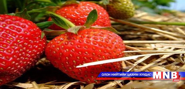Гүзээлзгэнэ тариалах аргыг заалаа
