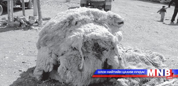 Малчид арьс, ширний урамшуулал авна