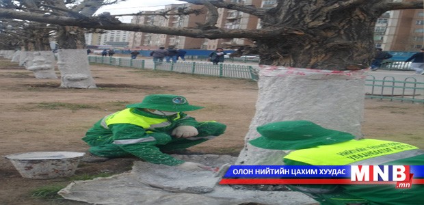 Мод шохойдох ажил үргэлжилж байна