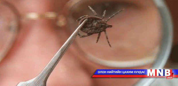 Хачигт халдвараас сэргийлцгээе