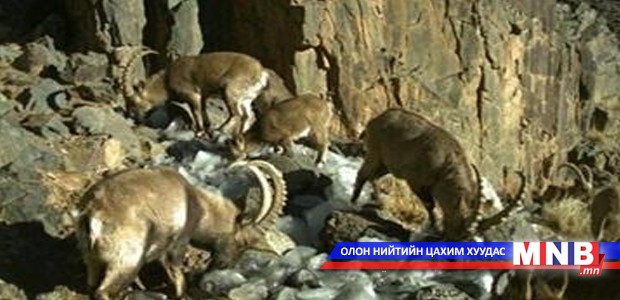 Туруутан амьтад харангадаж байна