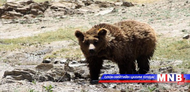 Мазаалай монгол орны унаган амьтан болох нь тогтоогдлоо