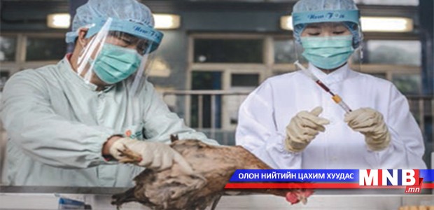 Өмнөд хөршид шувууны ханиад газар авч байна