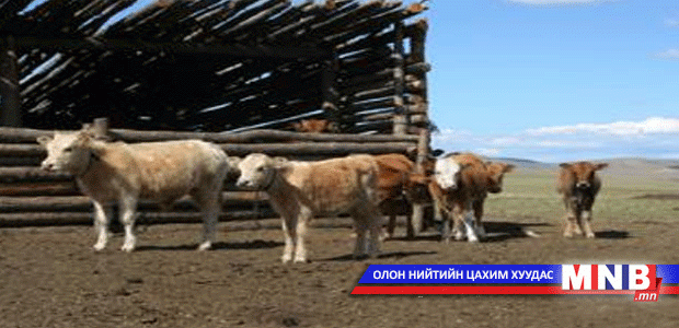 Мянгат малчны хотны ууган төл ихэр байжээ