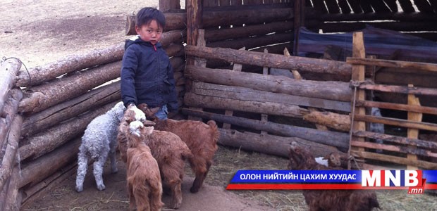 Төлийн дуу цангинасан малчны хот амгалан байна