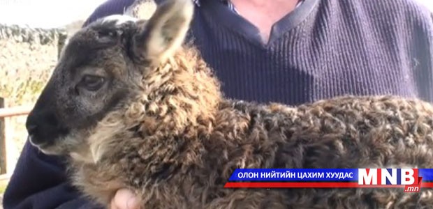 Ямаа аавтай, хонь ээжтэй...