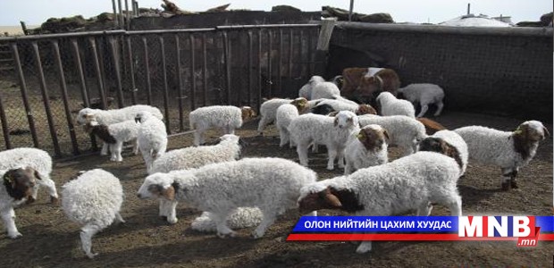 Энэ жил 15.5 сая төл хүлээн авна