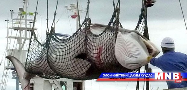 Япончуудын халим агнах эрхийг цуцлалаа