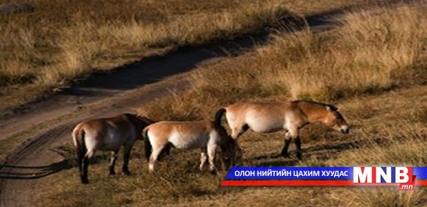 Тахийн тоо толгойг нэмэгдүүлнэ
