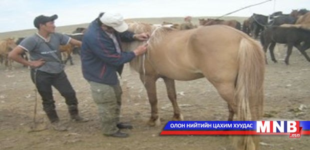 Хөвсгөлчүүд малаа тарилгад хамруулна