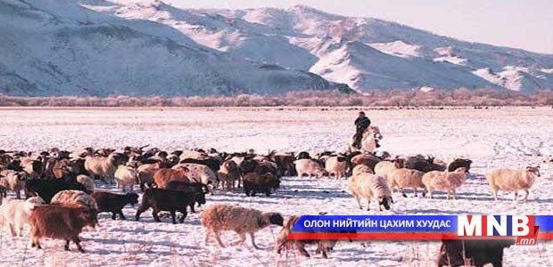Говь-Алтай аймагт найман мянган мал хорогджээ
