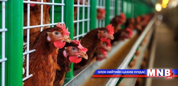 100 мянган тахиа устгалд оруулахаар болжээ