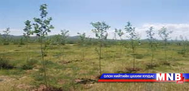 Ховдчууд 30 мянган мод тарьжээ