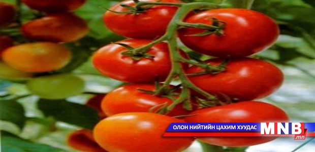 Улаан лооль нөхөн үржихүйд нөлөөлдөг