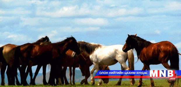 Адууны хөөврийг Хятадын үйлдвэрүүд ихээр авах болжээ