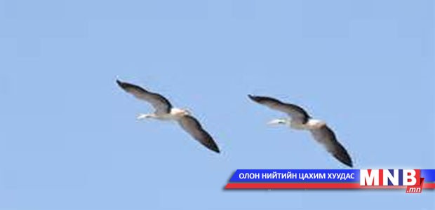 Өнөөдөр шувуудыг хамгаалах олон улсын өдөр тохиож байна