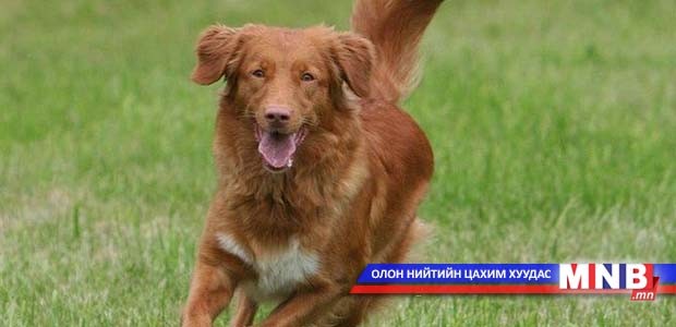 Анчин нохой галууны дэгдээхэйнүүдэд хайртай болжээ