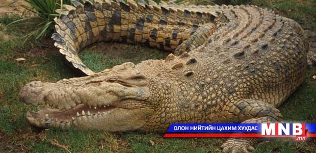 Жинхэнэ матар уу, шавар матар уу