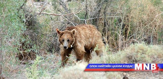"Мазаалай" брэнд бий болгоно