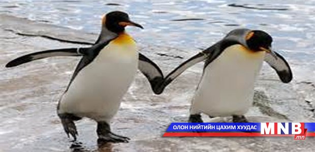 Оцон шувуунаас шинэ төрлийн томууны вирус илэрчээ