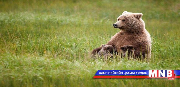 Амьд биесийн гайхамшигт агшинг алдаршуулна