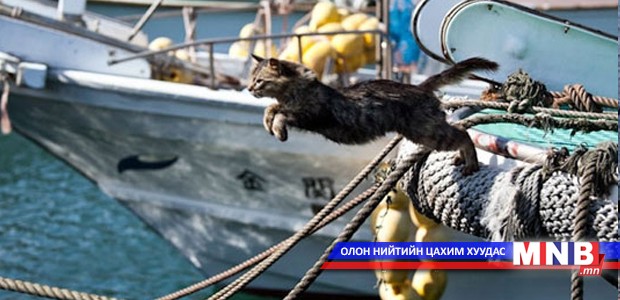 Муурнуудын диваажин Таширожима арал...