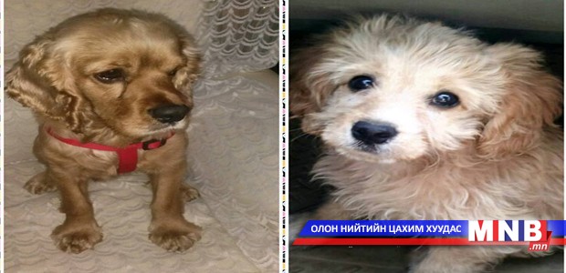 10 хүний амь аварсан ноход бөмбөгөөр шагнуулна
