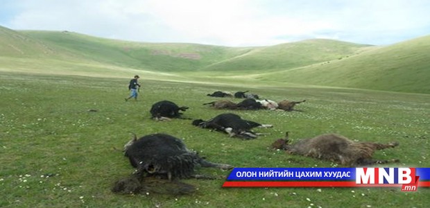 Бод мал аянганд цохиулжээ