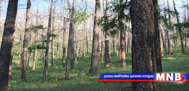 Нийслэлийн нутаг дэвсгэрээс бэлтгэх модны хэмжээг тогтоолоо