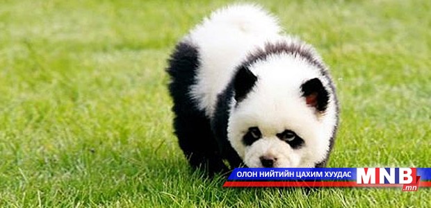 Хятадад гөлөг буддаг мэргэжил гарчээ