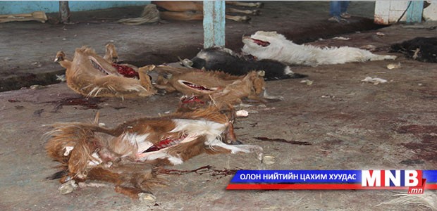 Эмээлтийн нядалгааны цэгийн хаягдал нислэгийн замд хүндрэл учруулж байна