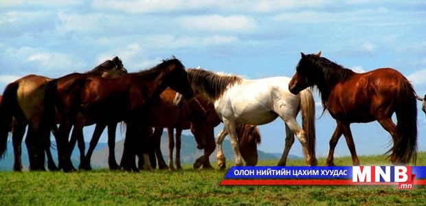 Холч морьдын уралдаан болно