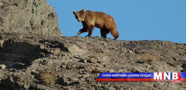 Цөлжилттэй тэмцэх дэлхийн өдрөөр мазаалайг хамгаална