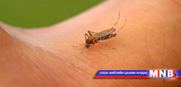Хумхаа шумуул манайд байдаг