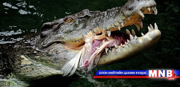 Шүдгүй болсон хөгшин матар хамгийн аюултай