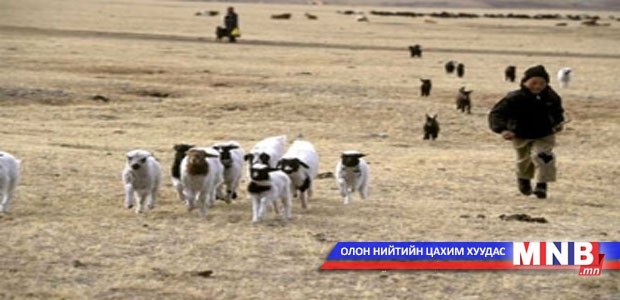 Нийслэлийн нутаг дэвсгэрт мал аж ахуй эрхлэх журамтай боллоо