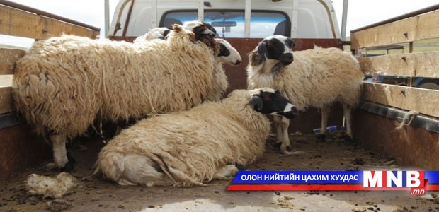 Мал худалдах түр цэг байгууллаа