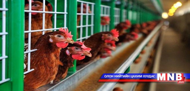 “Моn egg” компанийн 70 мянган тахиа бүтэж үхжээ