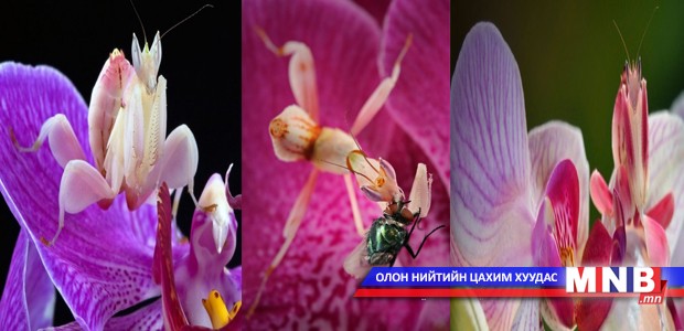 Зүсээ хувиргадаг цэцэг дэлхий дээр ганцхан зүйл байдаг