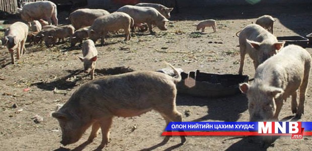 Сонгинохайрхан дүүрэгт гахайн халдварт өвчин гарчээ