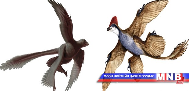 Дөрвөн далавчтай динозаврын үлдэгдэл олдов