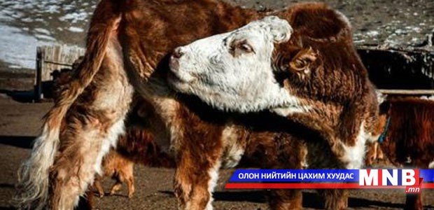 "Вакцин хэрэглэдэггүй шүлхийгээр тайван бүс"-ийн статустай болно