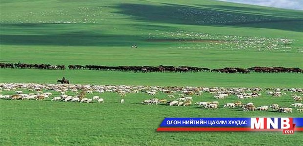 Малын тооноос илүү чанар чухал байна