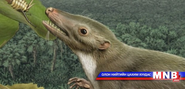 Хүний эртний өвөг харх болохыг тогтоов