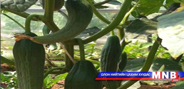 40-өөс дээш насныхан “Төмс хүнсний ногоо тариалуулах төсөл”-д хамрагдаж байна